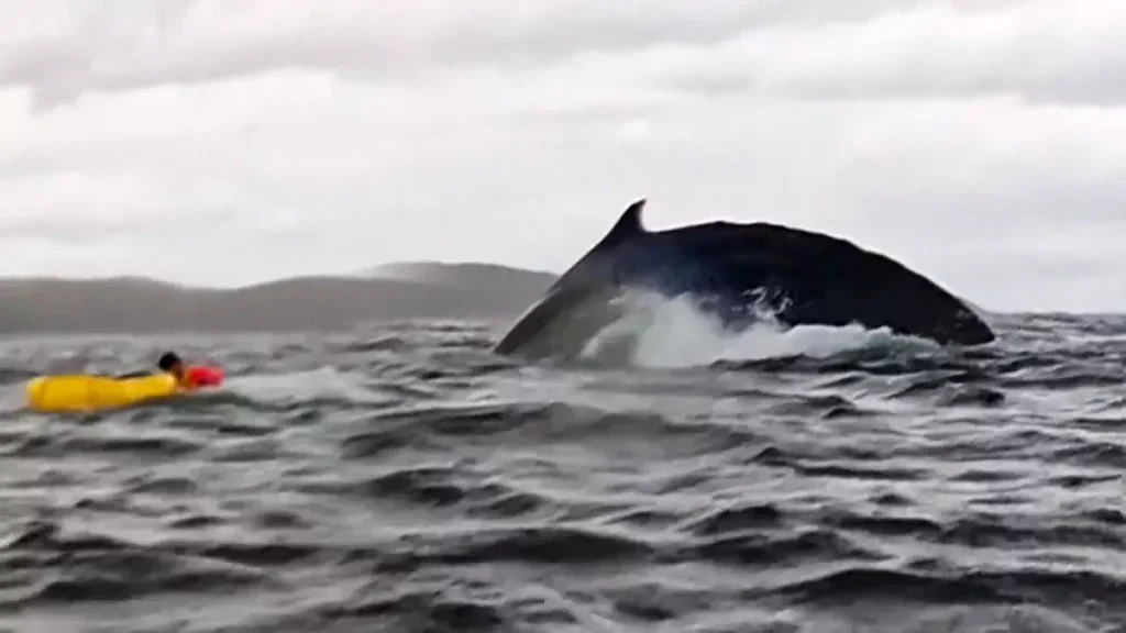 A Humpback whale swallowing a Kayaker