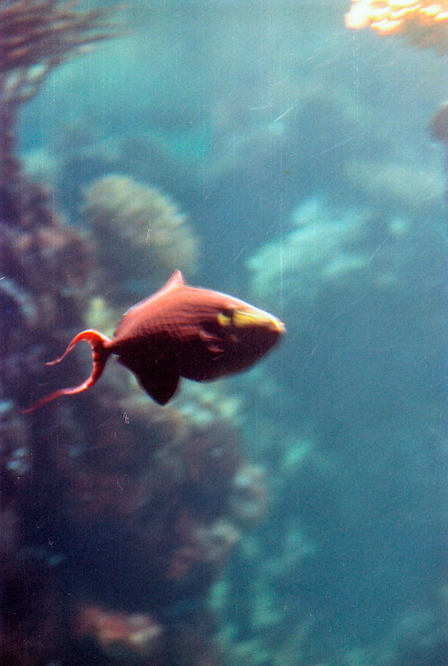 A fish swimming under water