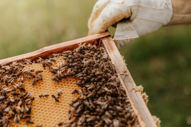Beekeeping with honeybees on a hive frame in nature.