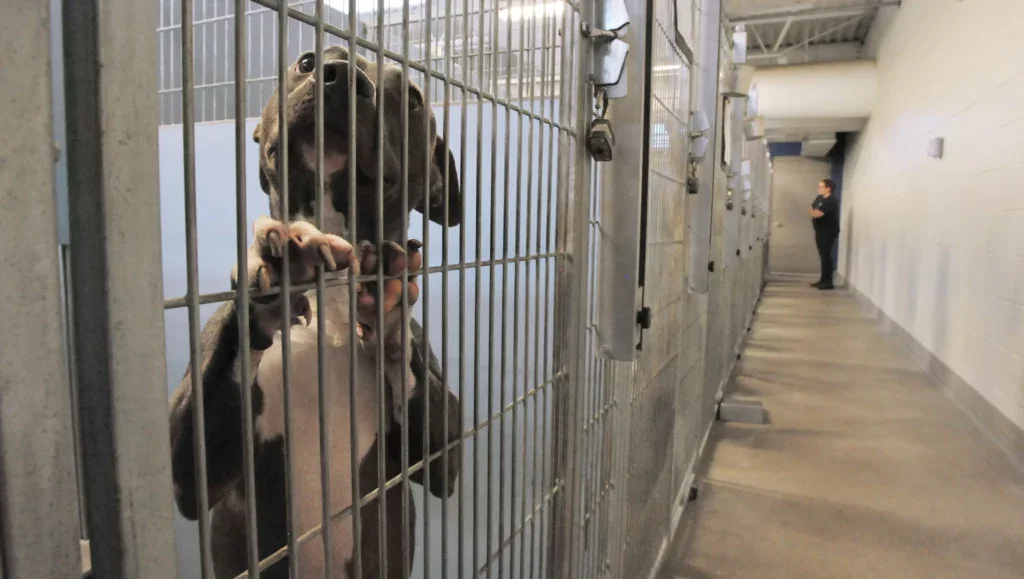 A dog in a kennel