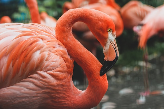 A flamingo standing in the water