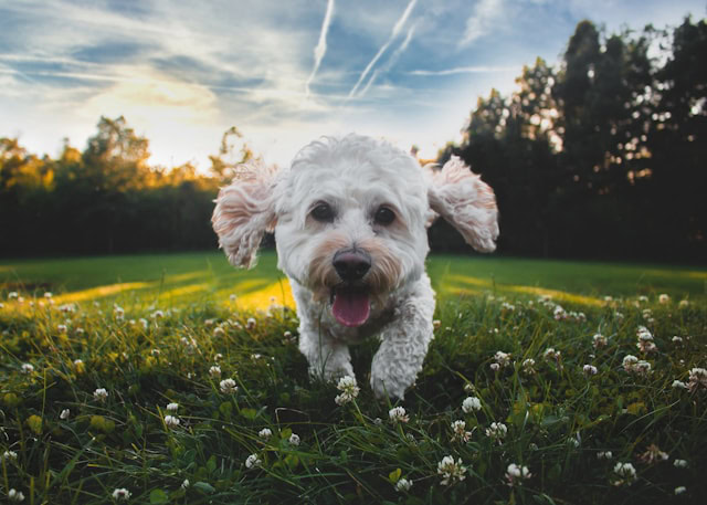 A happy dog running in a field