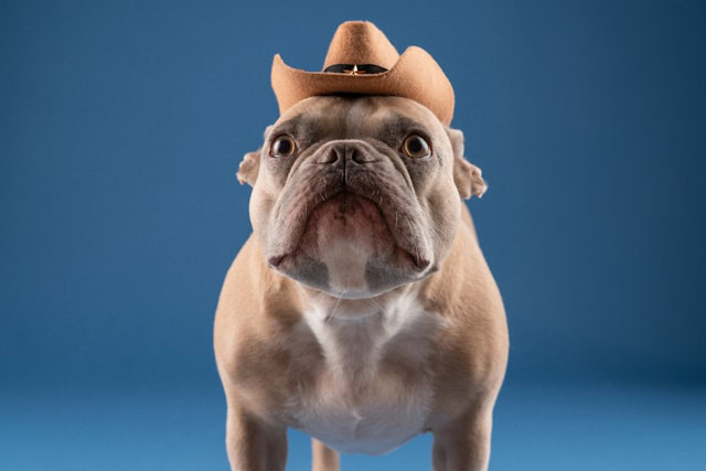A bulldog wearing a cowboy hat