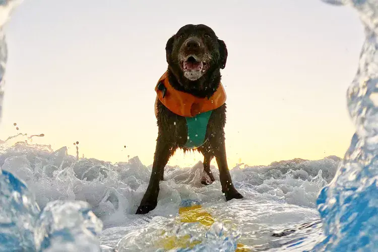 A dog surfing