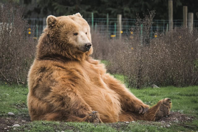 A bear sitting Down
