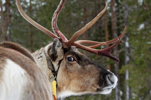 A reindeer