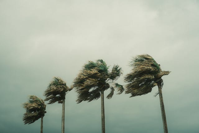 Palm trees blowing during a big storm