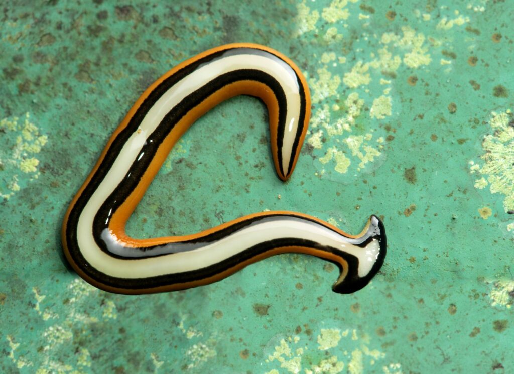 A picture of a very specific worm