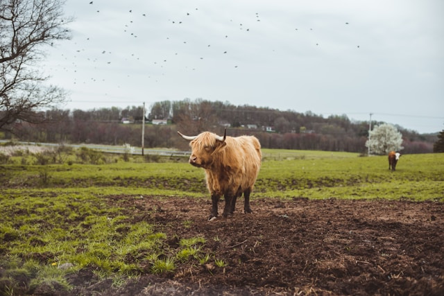 Highland cow standing in open field near Jacksonville, rural farming landscape.