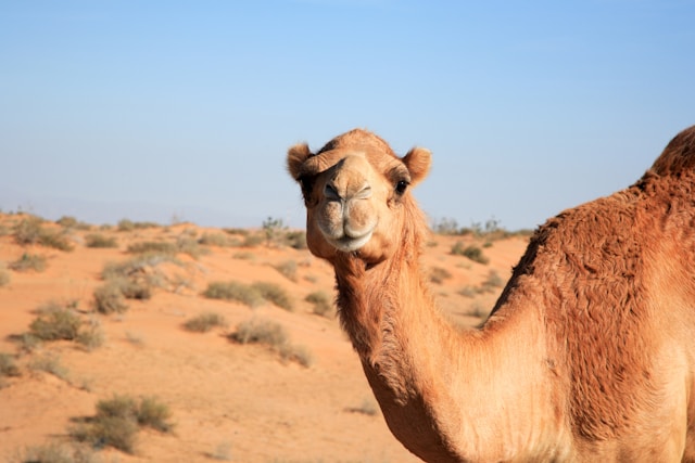 A camel staring at the camera