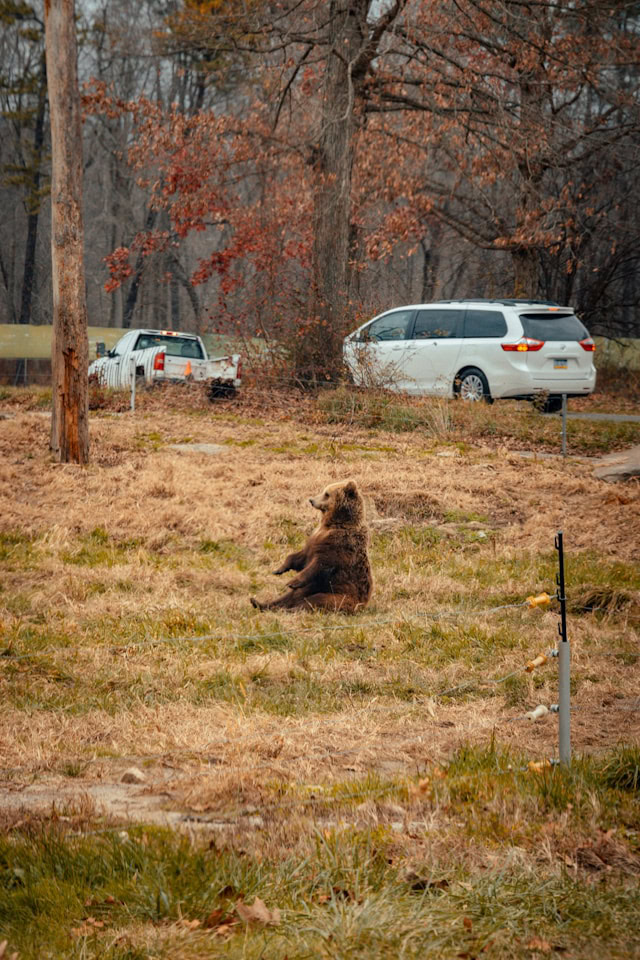 A bear playing
